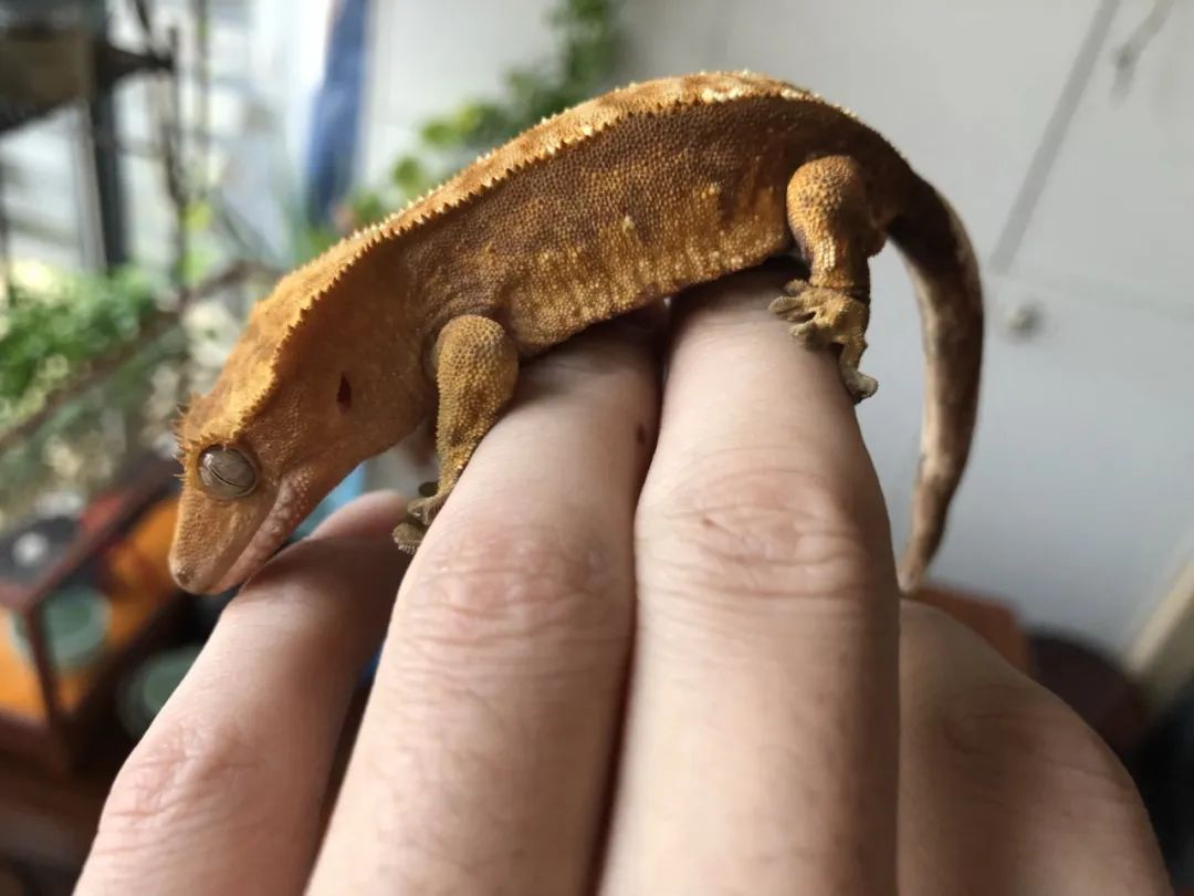 物产业3000亿元市场大爆发行业上市公司“涨”声一片开元棋牌能给主人“打电话”的宠物智能手机也来了!宠(图6) 物产业3000亿元市场大爆发行业上市公司“涨”声一片开元棋牌能给主人“打电话”的宠物智能手机也来了!宠(图6)